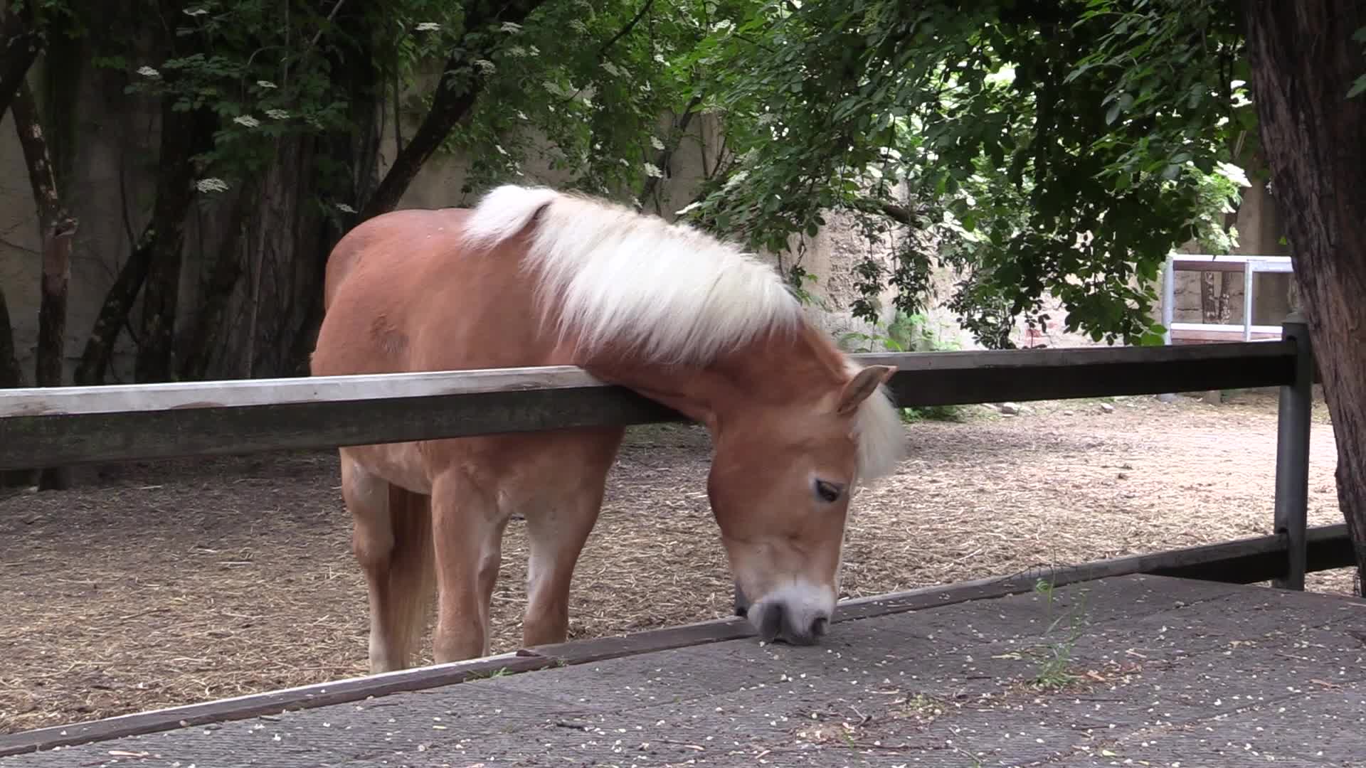 Coronavirus, terapia con i cavalli per ridurre stress di operatori sanitari
