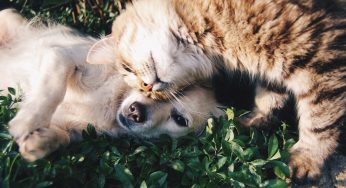 Capodanno a quattro zampe: 10 regole per non far soffrire gli animali