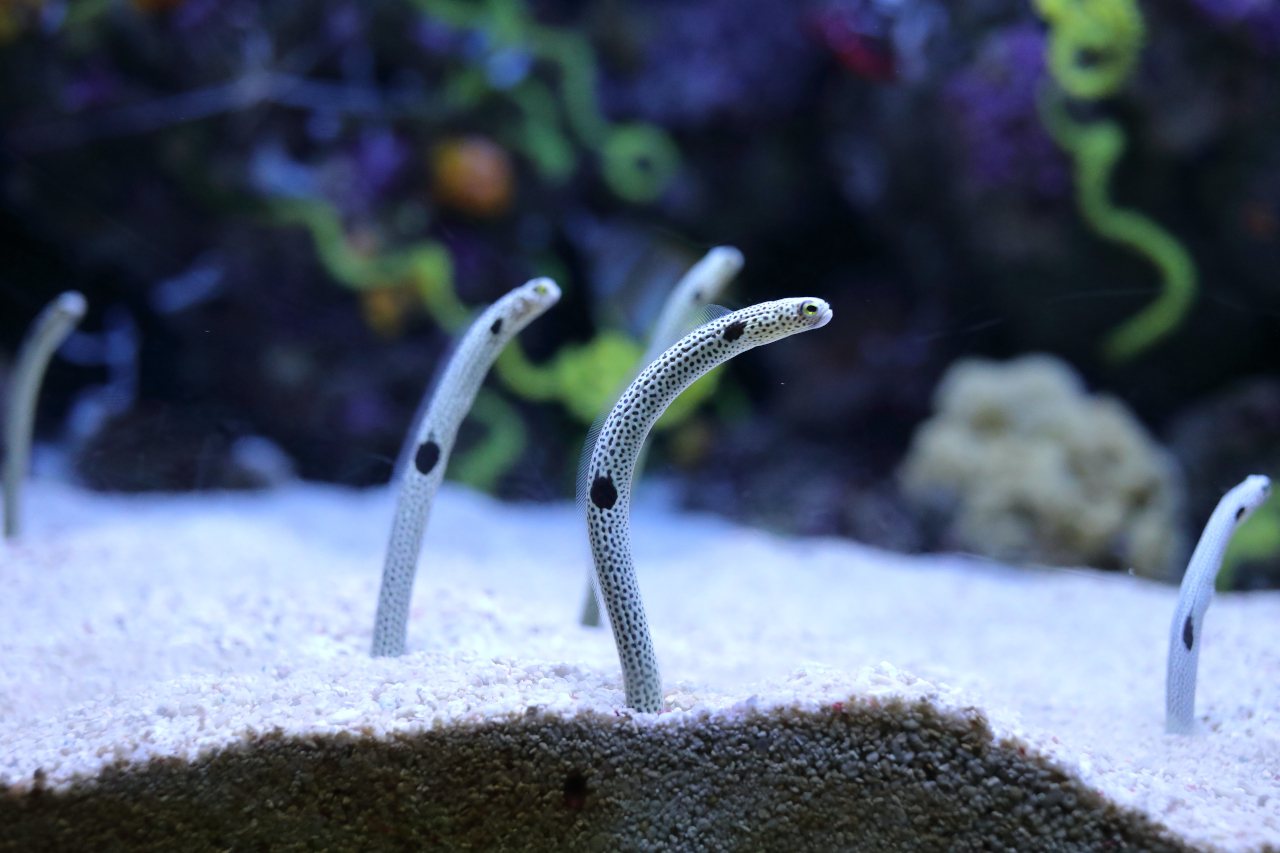 Anguille acquario