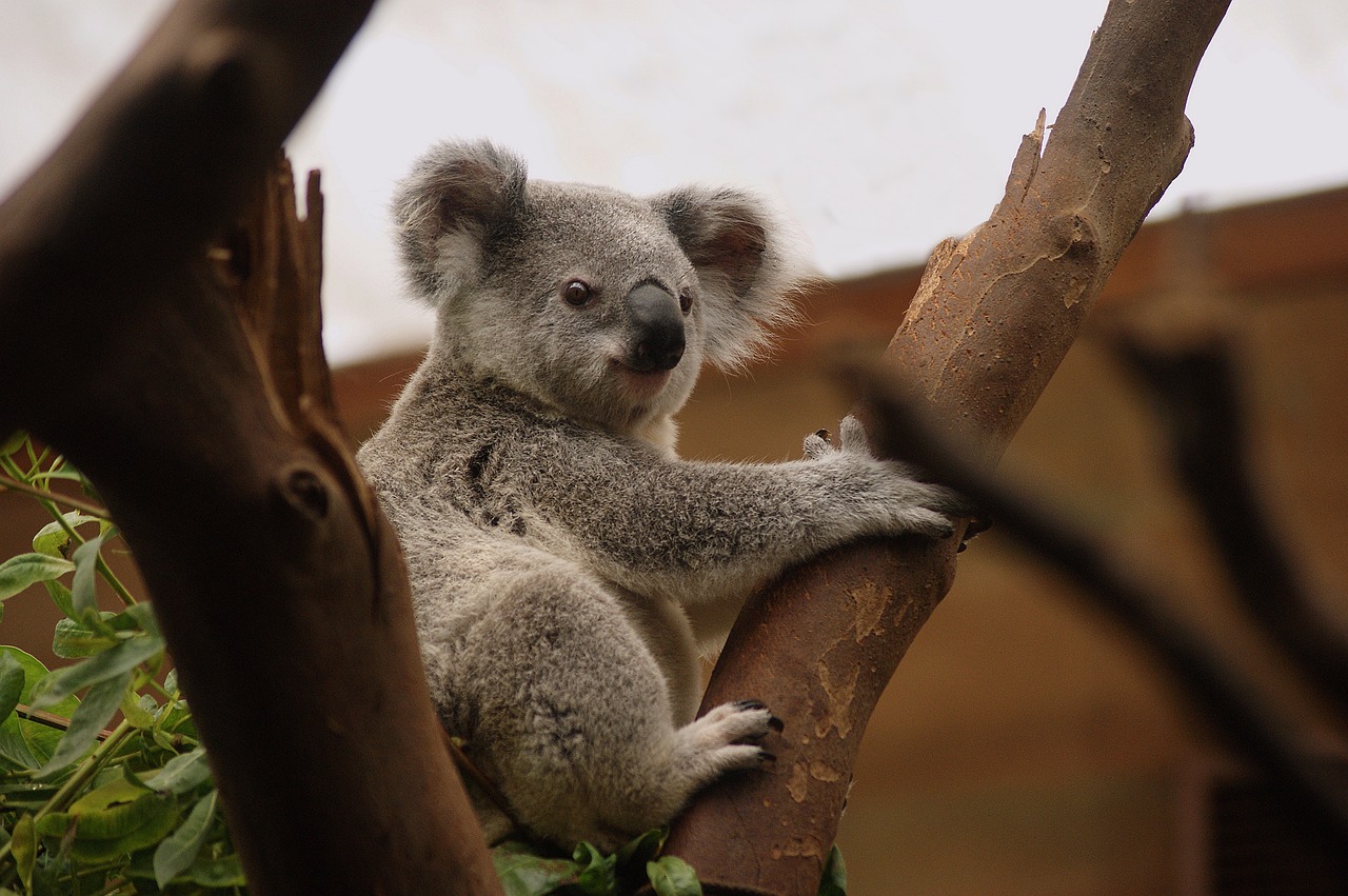 Un koala