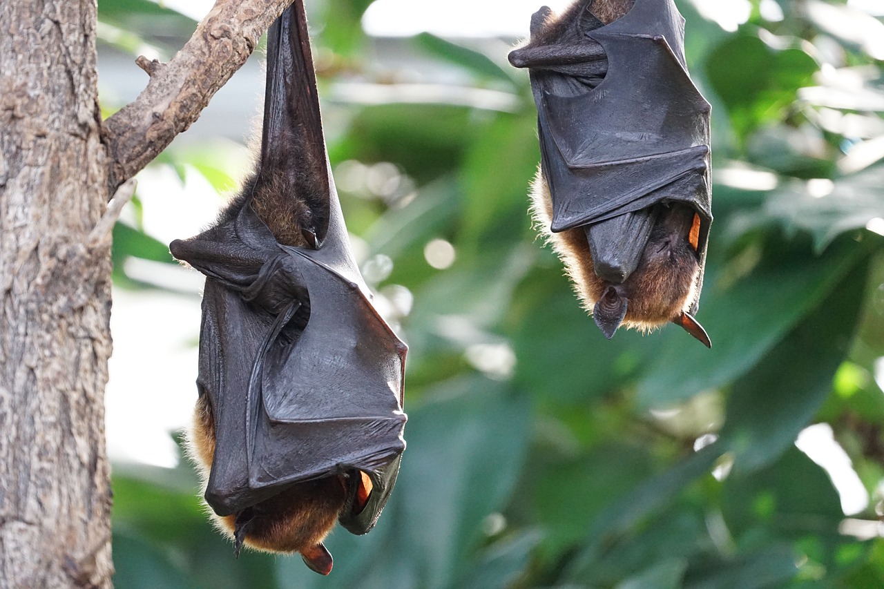 Nel corso degli anni sono stati individuati vari lyssavirus nei pipistrelli