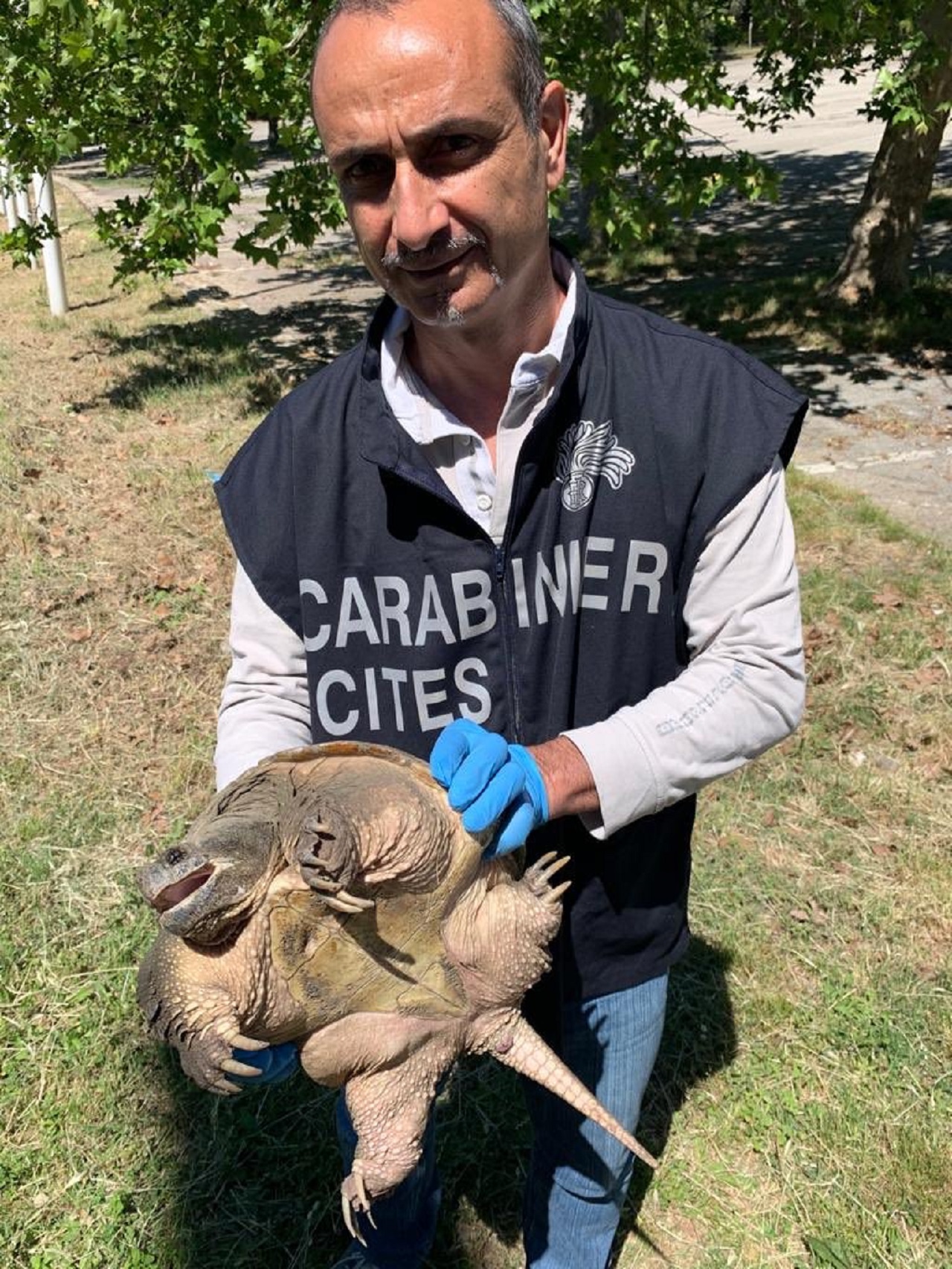 L'esemplare di tartaruga azzannatrice recuperato dai carabinieri del raggruppamento Cites