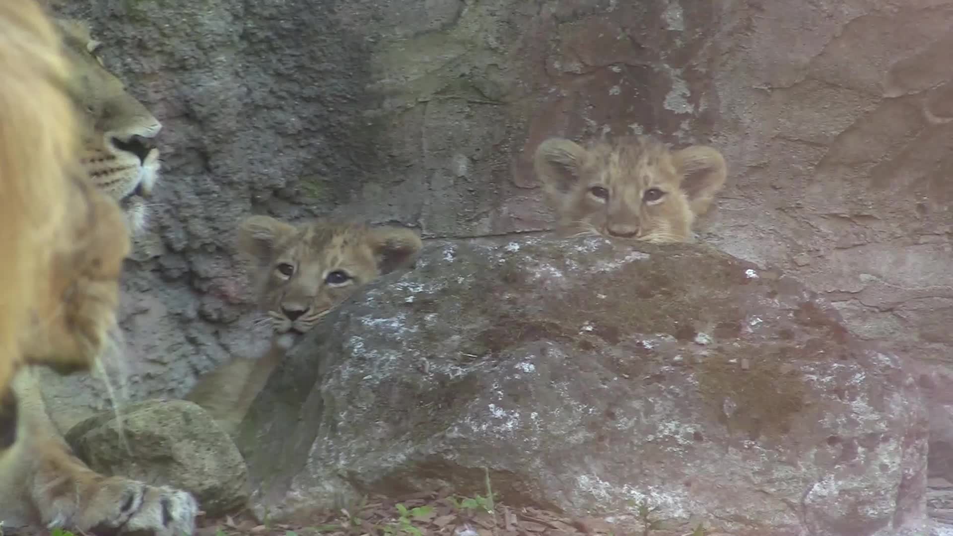 Al Bioparco a Roma nati due bellissimi leoncini asiatici
