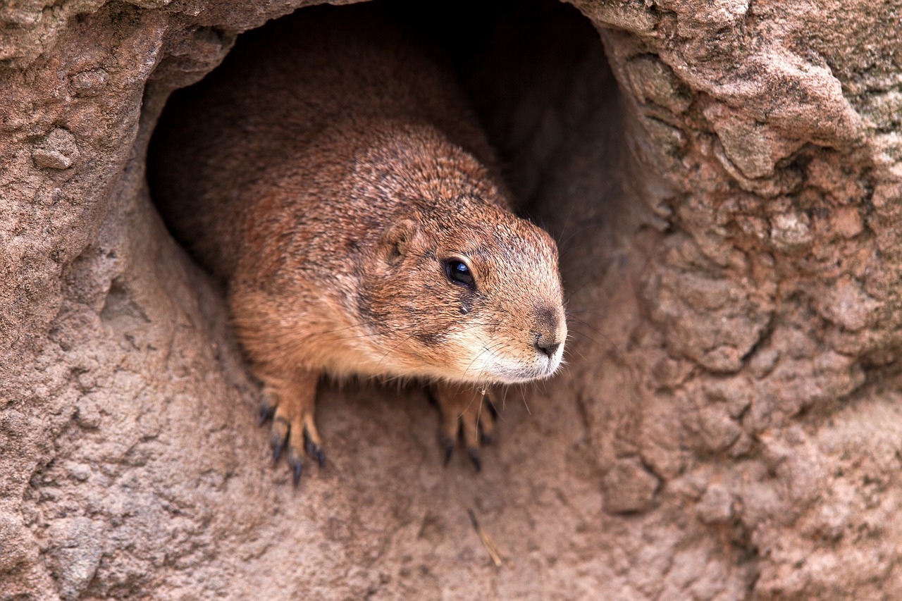 Il consumo di carne cruda di marmotta rappresenta una delle principali fonti di trasmissione del batterio della peste