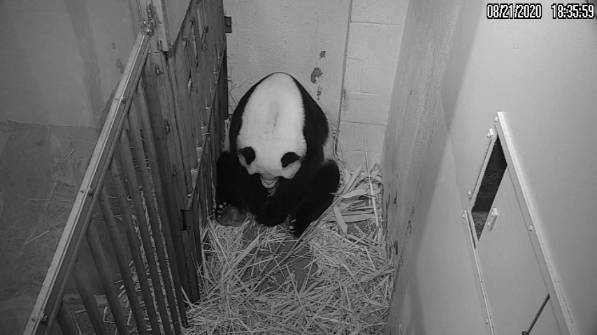 Usa, nato cucciolo di panda gigante nello zoo di Washington