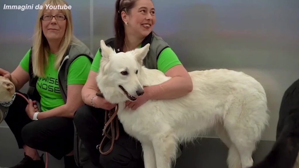Finlandia, ecco i cani addestrati per fiutare il coronavirus