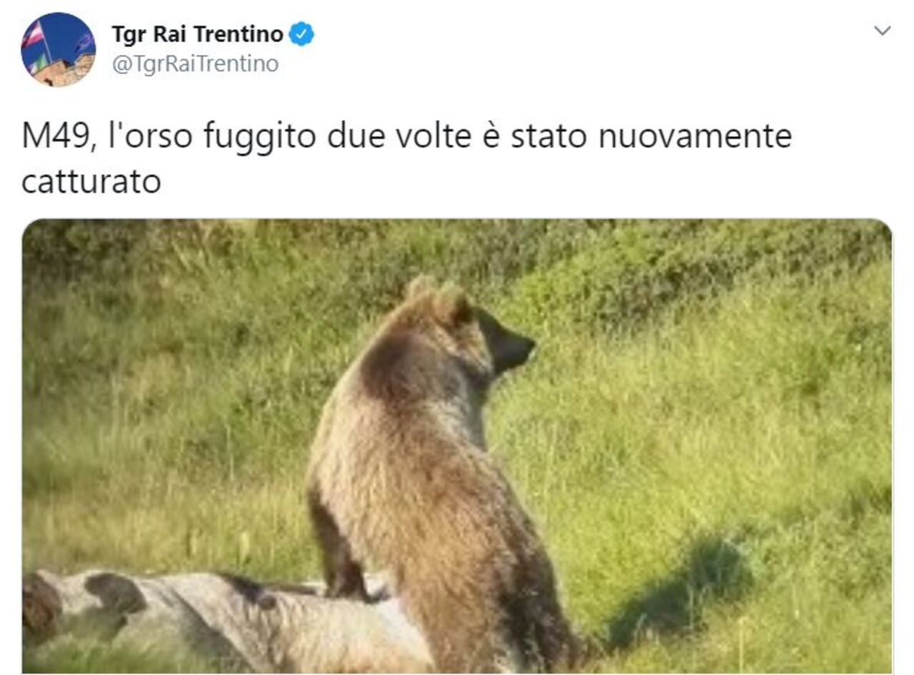 Catturato l’orso M49 in Trentino: era fuggito due volte da un recinto