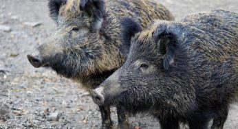 Roma, sei cuccioli di cinghiale <br> sono stati uccisi dalla polizia
