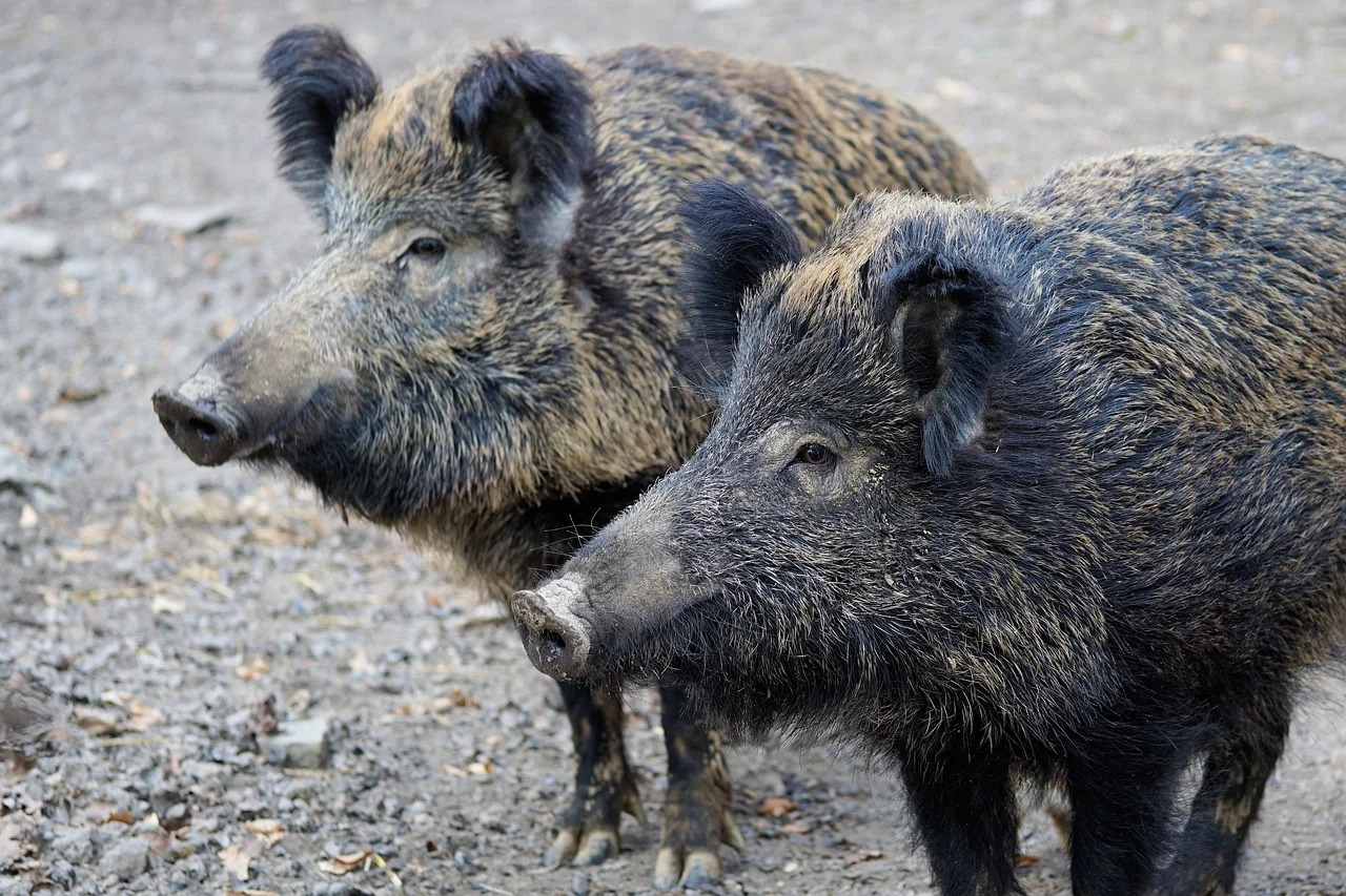 Roma, sei cuccioli di cinghiale sono stati uccisi dalla polizia