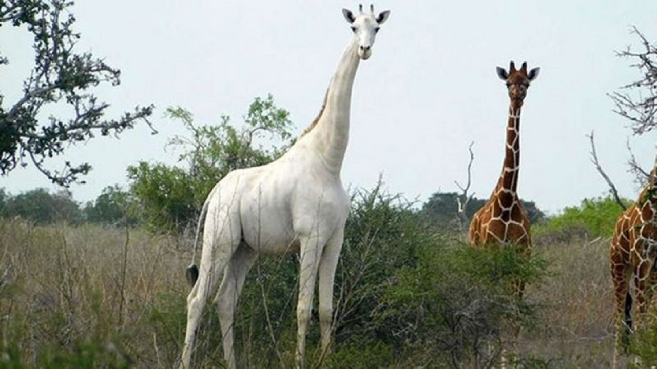 L'ultimo esemplare di giraffa bianca (Ishaqbini Hirola Community Conservacy)