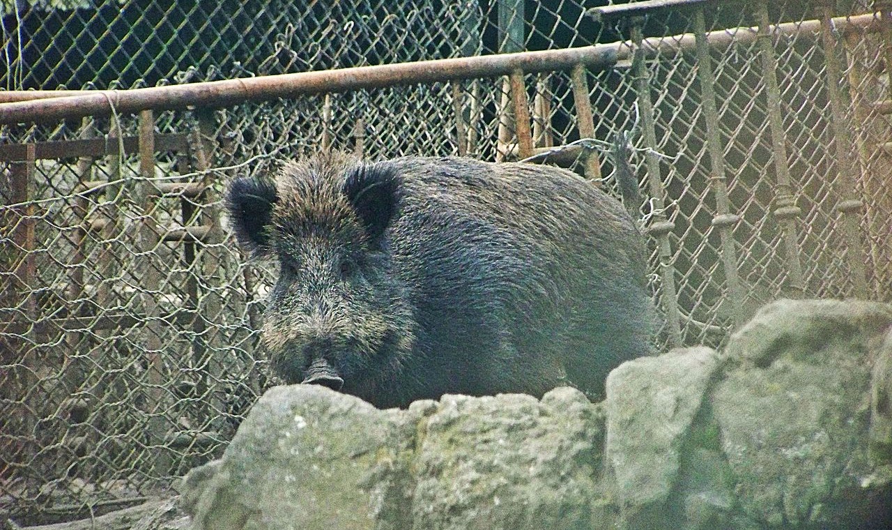 Cinghiale, cinghiali