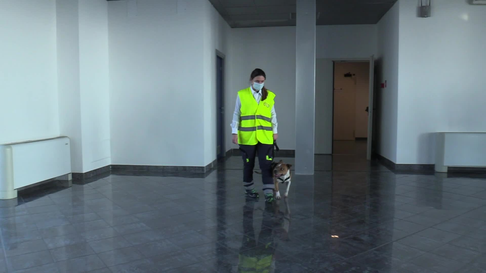 Covid, cani addestrati per riconoscere il virus in aeroporto
