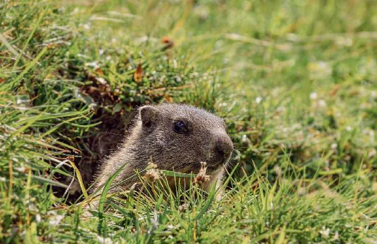 Marmotta