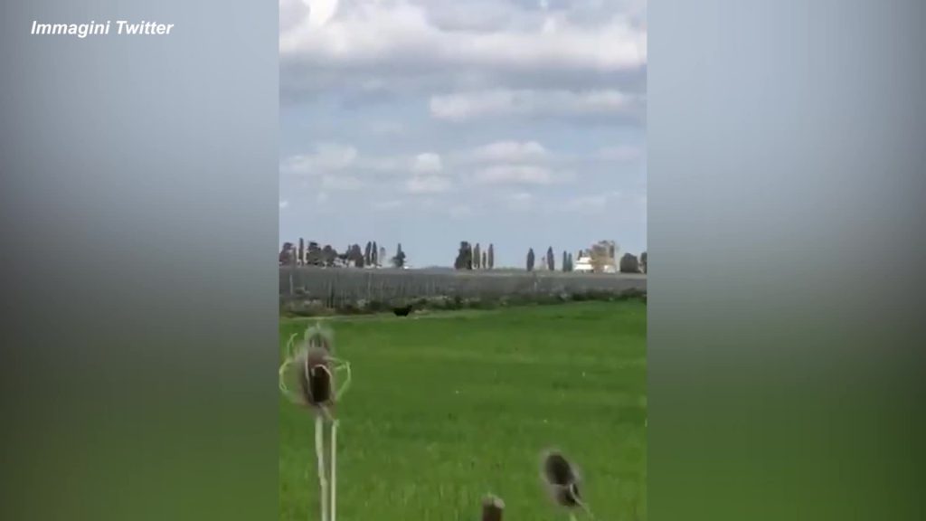 Una pantera nera a spasso tra la Puglia: il tour da Lecce a Bari