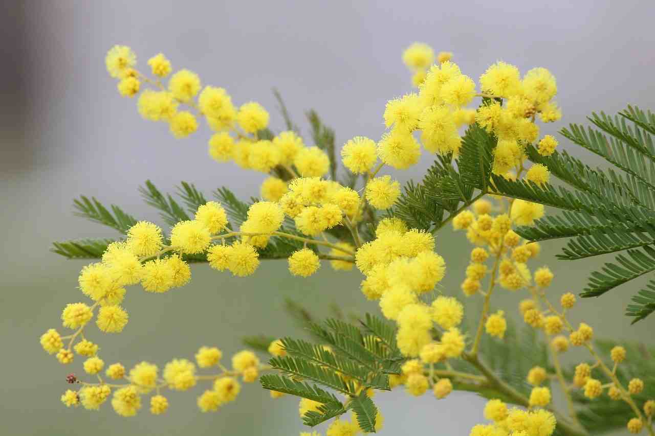 Mimosa per la festa della donna