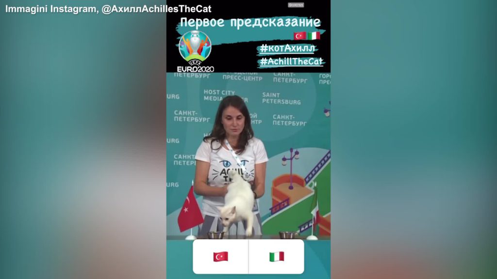 Achille, il gatto indovino che azzecca il risultato delle partite di Euro 2020