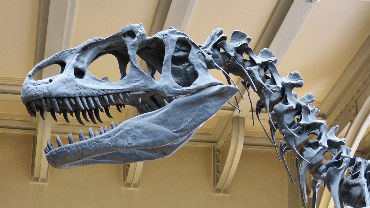 Lo scheletro di un dinosauro (Pixabay)