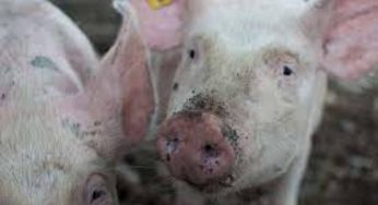 Benessere animale, l’ira degli animalisti: “Certificazione ingannevole”
