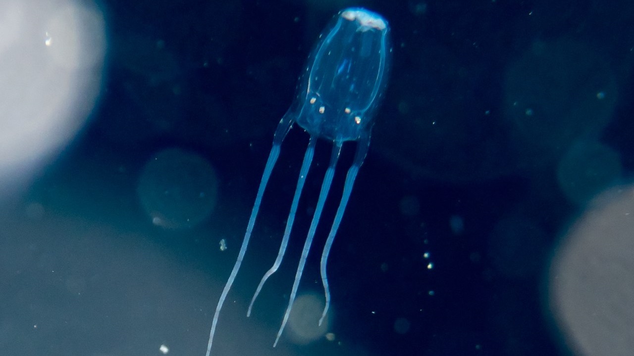Cubomedusa
