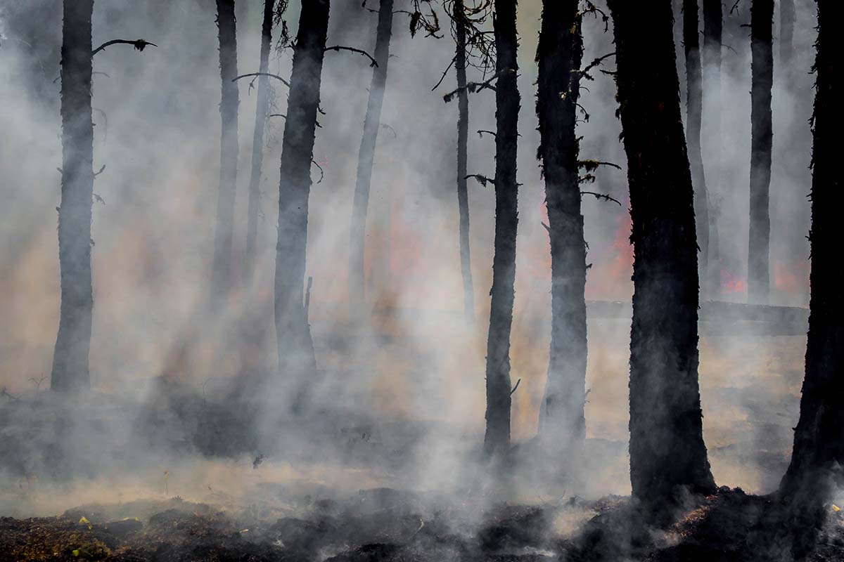 Incendi, tre vittime in un giorno: Sicilia e Calabria