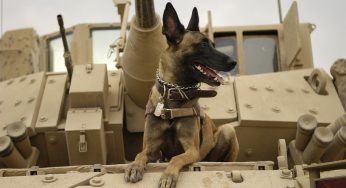 Afghanistan, il caso dei cani soldato: animalisti contro Biden
