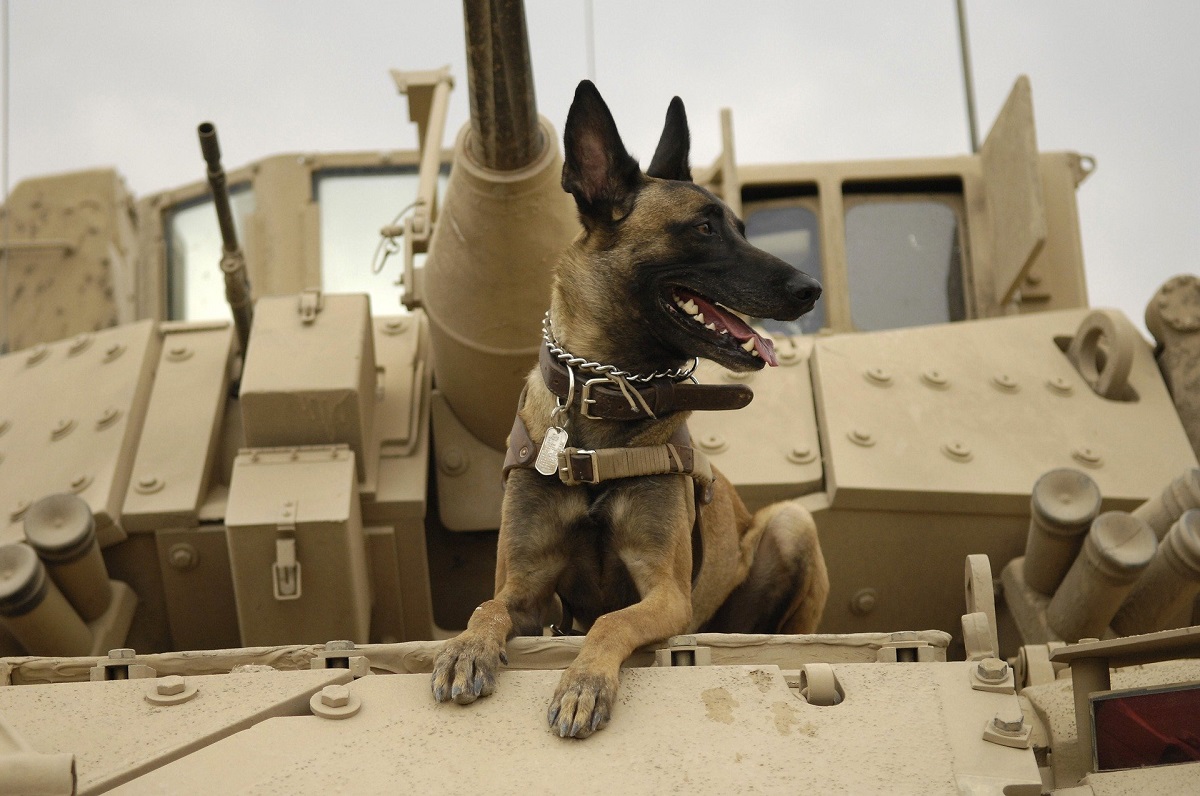 Cani soldato abbandonati in Afghanistan: gli animalisti contro Biden