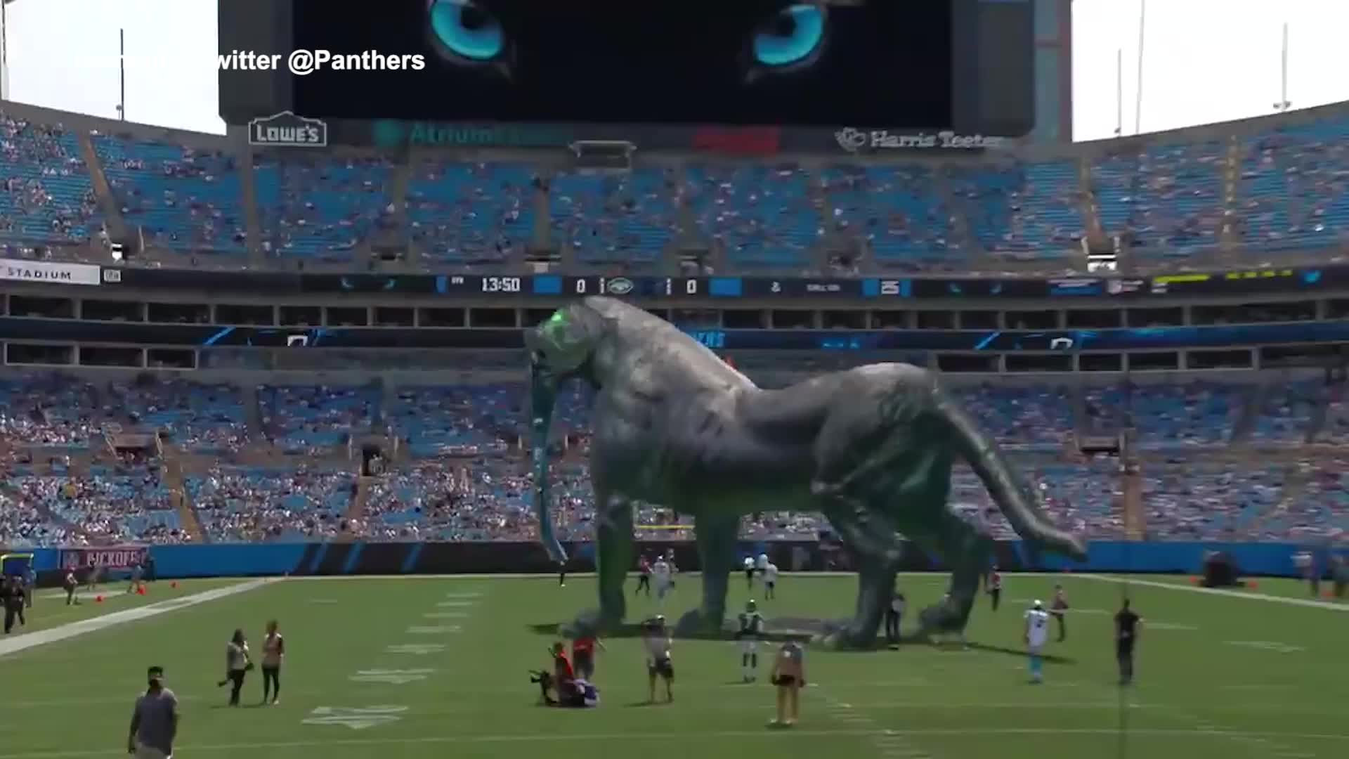 Carolina Panthers, pantera sbrana in campo la bandiera avversaria - VIDEO