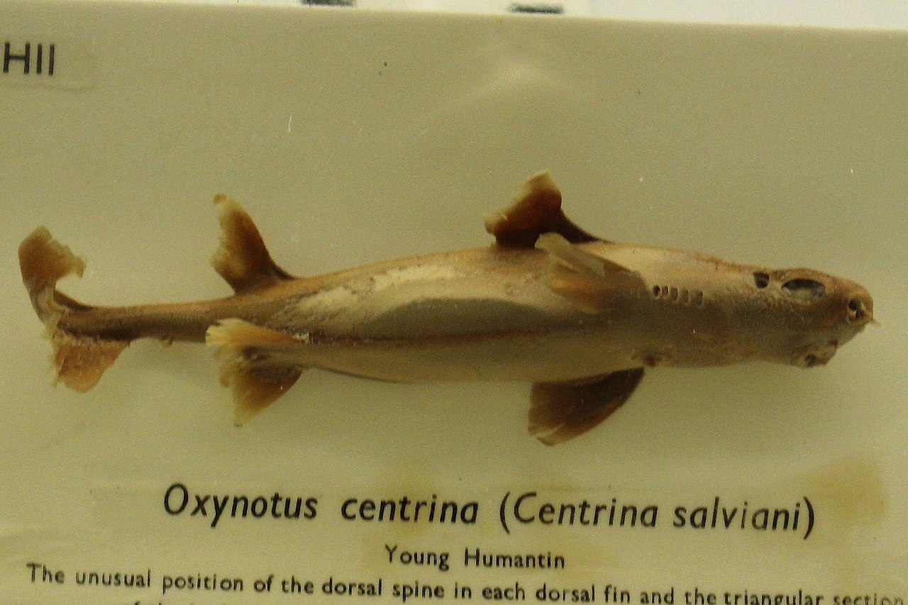 Il pesce porco (Oxynotus centrina)