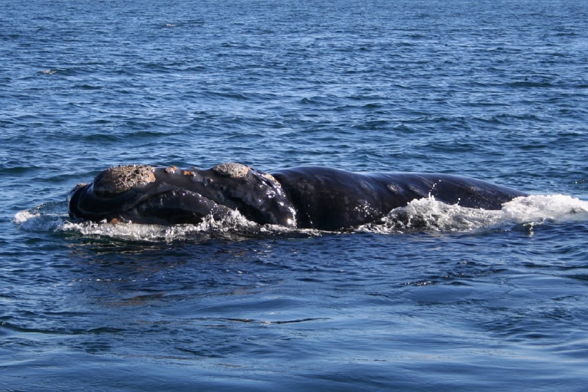 Balene franche a rischio di estinzione: lo studio