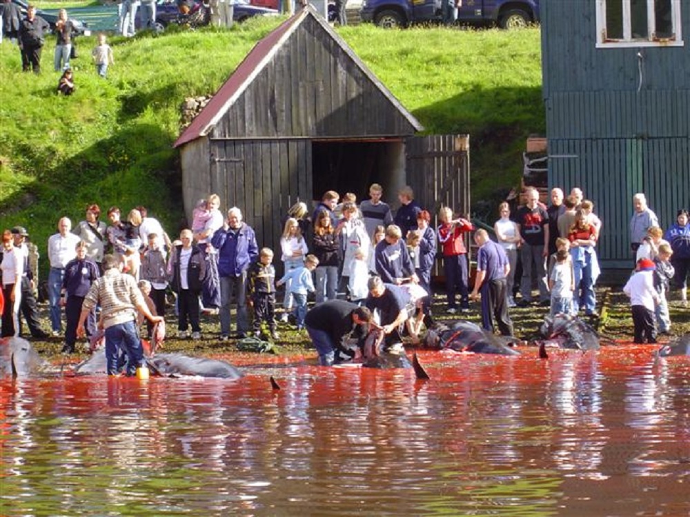 Grindadrap, la caccia alle balene