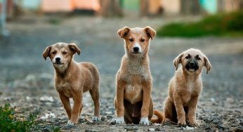 Corea del Sud, passo avanti contro il consumo di carne di cane