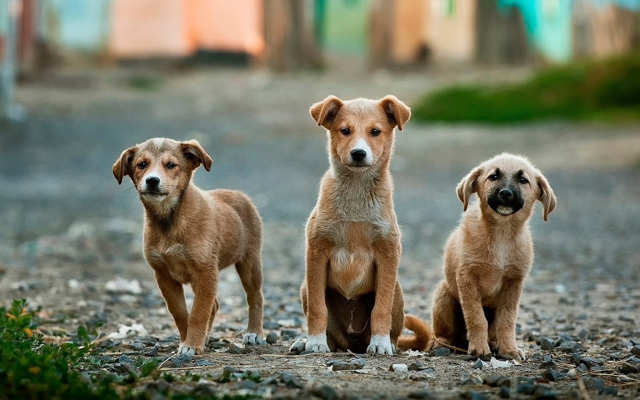 Sud corea pronta a vietare il consumo di cani