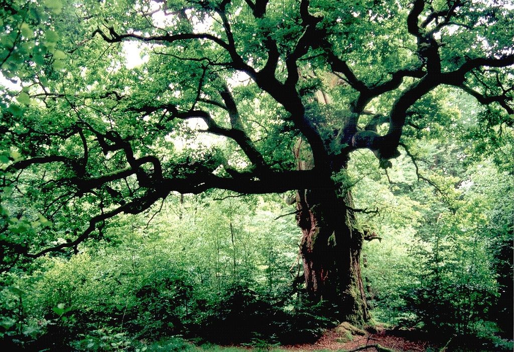 Germania, la foresta della Bella Addormentata minacciata