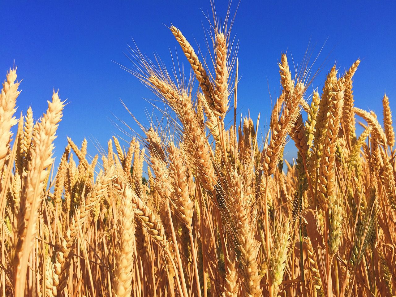 grano, crisi produzione causa aumento dei prezzi