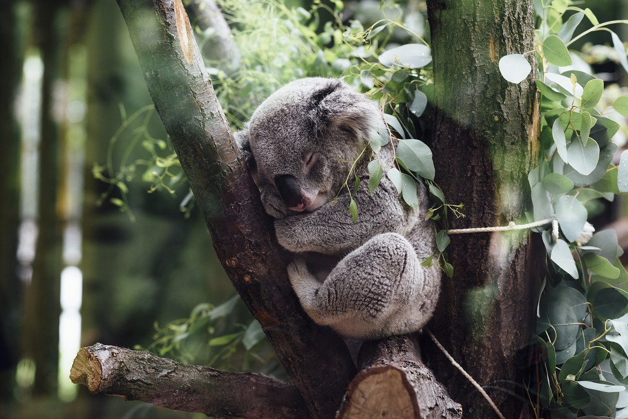Koala a rischio