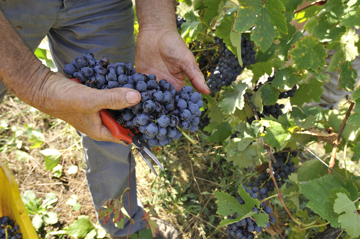 Vignaioli Indipendenti, si torna a Piacenza dopo lo stop forzato del 2020