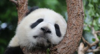 I panda non sono più a rischio estinzione