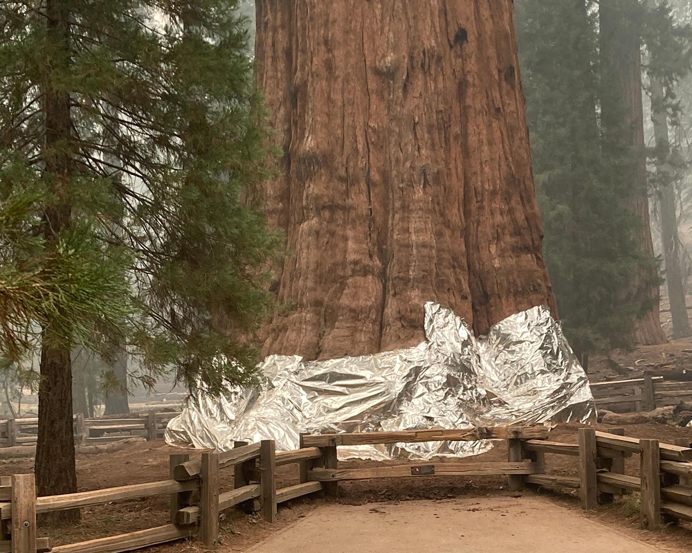 California, sequoia più grande al mondo minacciata dalle fiamme