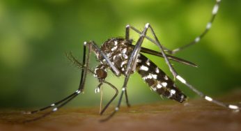 Dengue, cos’è la malattia trasmessa dalle zanzare giapponesi