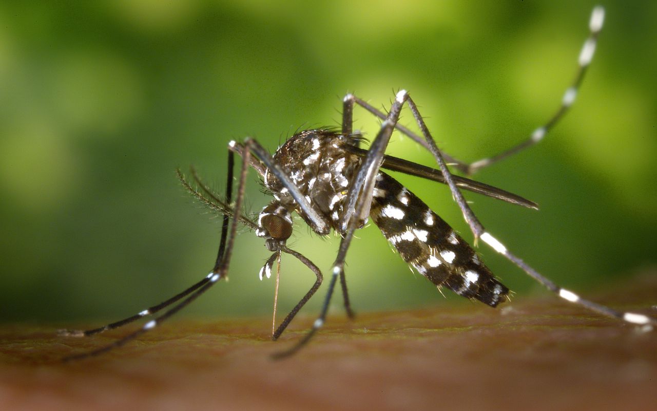 dengue malattia trasmessa dalle zanzare