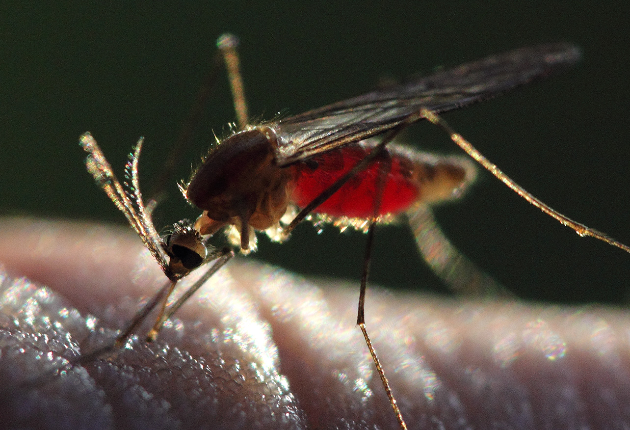 Zanzara anofele, malaria
