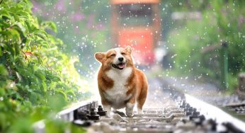 Giornata mondiale degli animali, cinque libri da non perdere