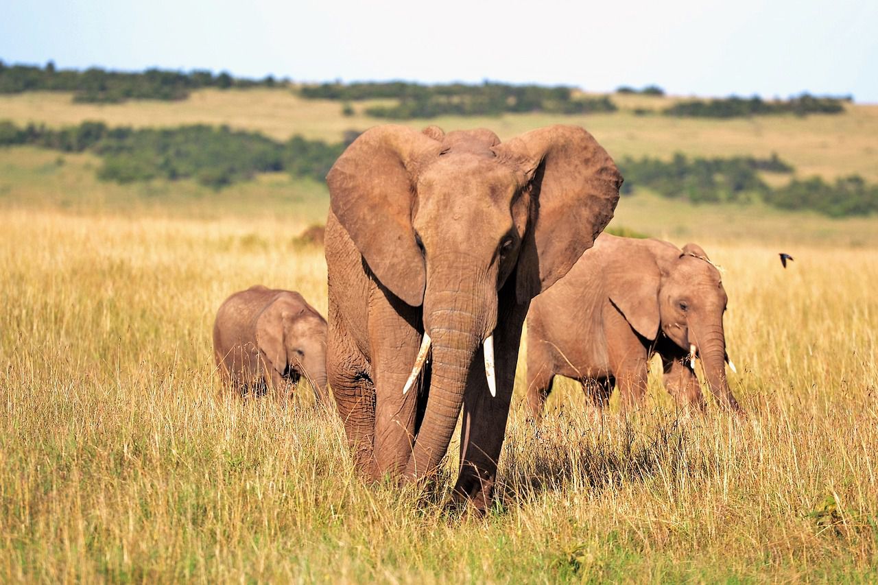 elefanti mutano a cuasa dei cambiamenti climatici