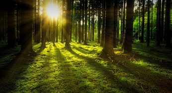 A causa dell’uomo anche le foreste più protette emettono C02