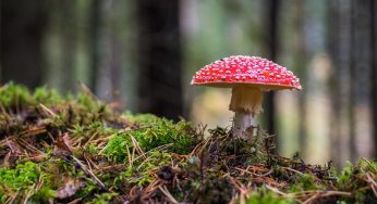 Chernobyl, il 95% dei funghi tedeschi è ancora radioattivo
