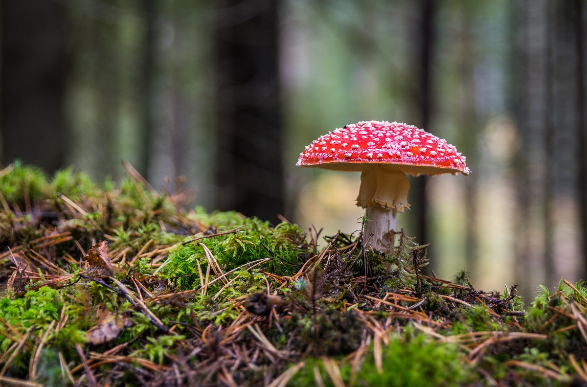 Chernobyl, 95% dei funghi tedeschi ancora contaminato