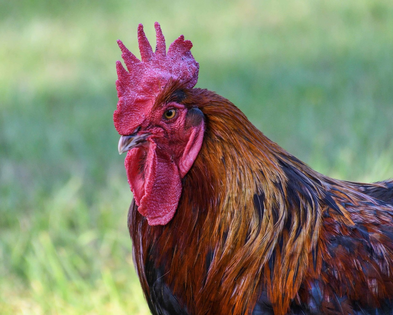 Un gallo è stato condannato perché cantava troppo: la storia dal Tirolo