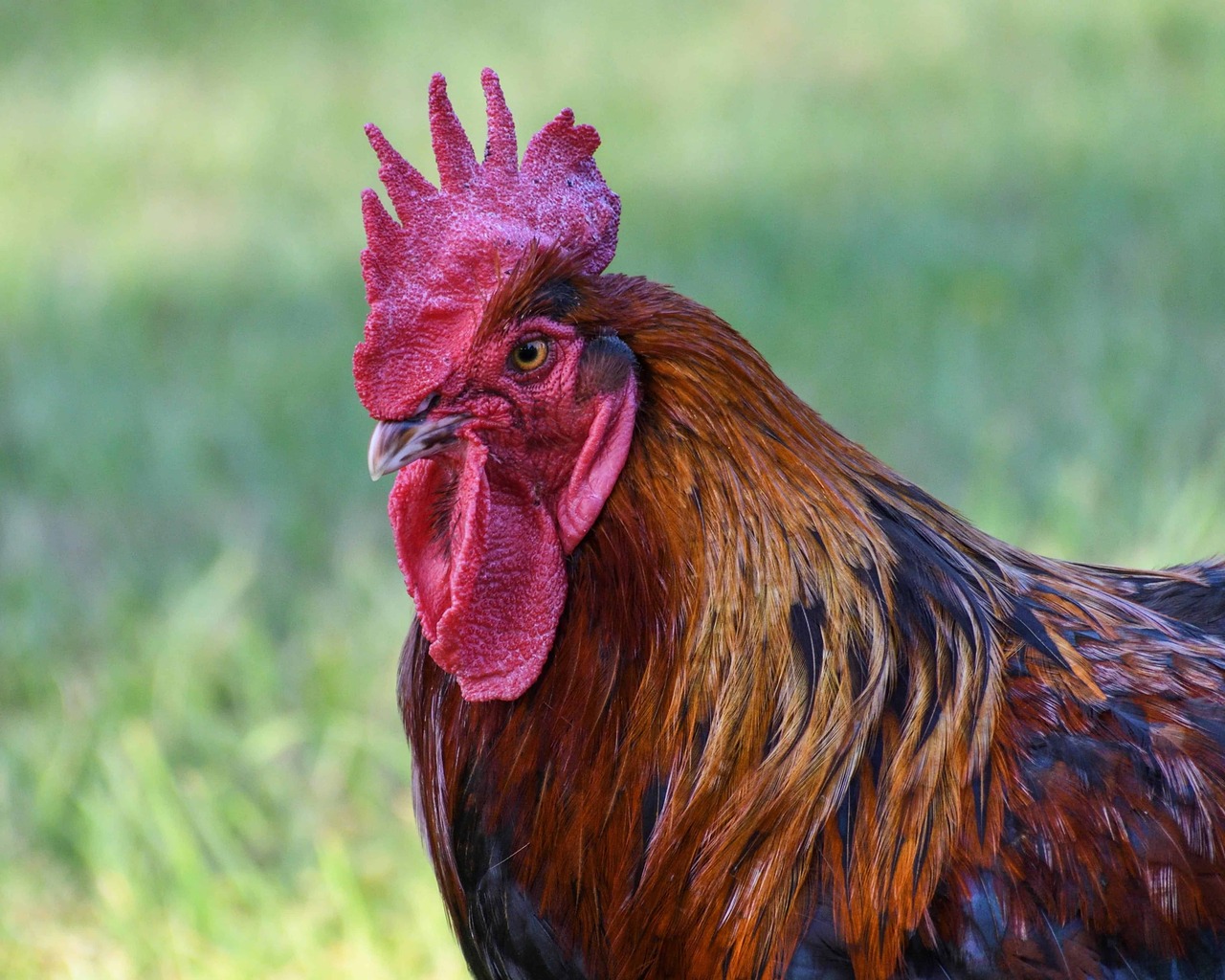 Un gallo è stato condannato perché cantava troppo: la storia dal Tirolo