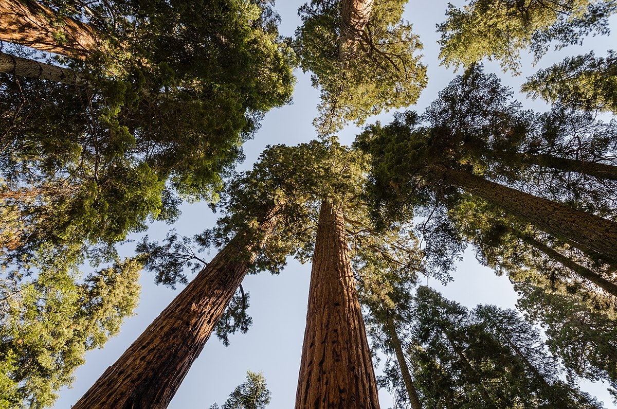 California, sequoie giganti divorate dalle fiamme