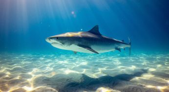 I benefici degli squali tigre per il cambiamento climatico
